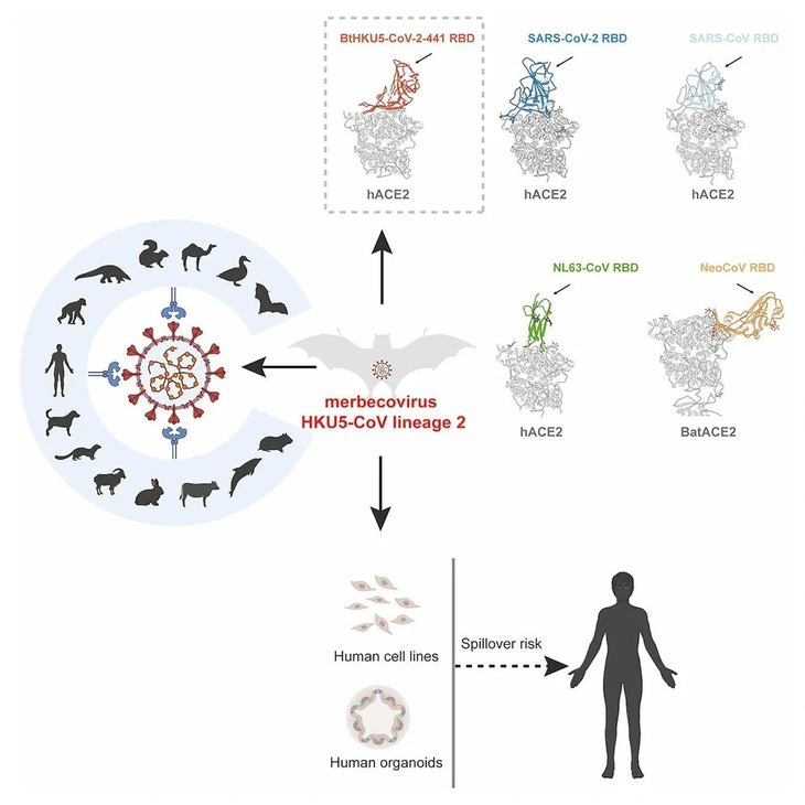 Chine: un nouveau virus proche du SARS-CoV-2 découvert chez des chauves-souris - ảnh 1