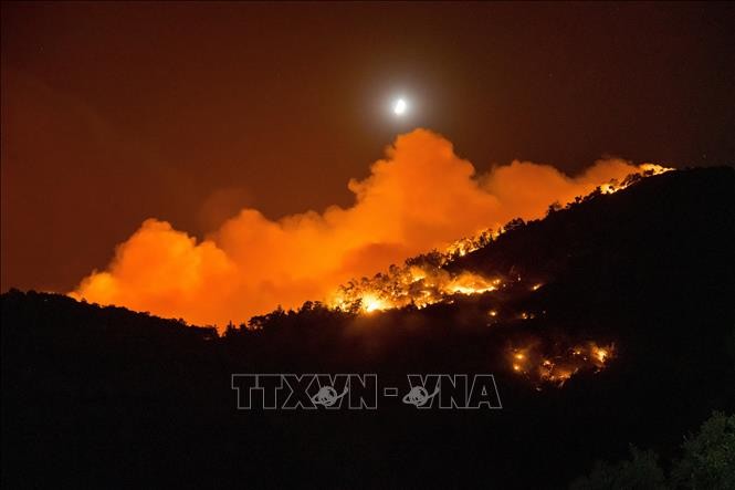 Europe: canicule et recrudescence des incendies de forêt - ảnh 1