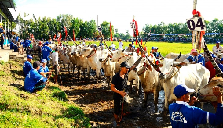 Những hình ảnh ấn tượng trong hội đua bò Bảy Núi An Giang - ảnh 1