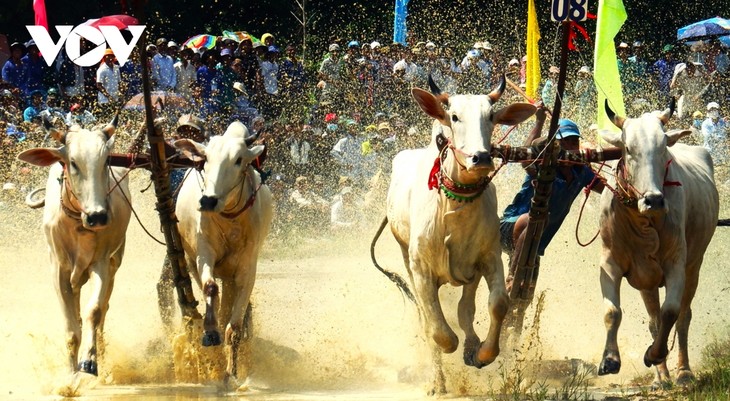 Những hình ảnh ấn tượng trong hội đua bò Bảy Núi An Giang - ảnh 5