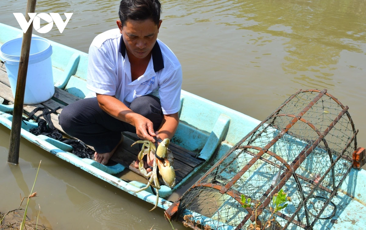 Cua Cà Mau tại sao ngon, ai cũng muốn thưởng thức? - ảnh 13