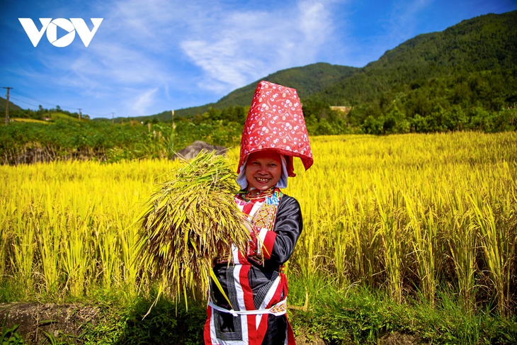 Lên biên giới Bình Liêu ngắm lúa vàng, lau trắng - ảnh 3