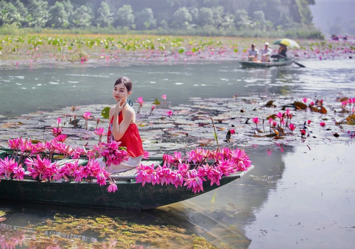 Tam Cốc đẹp tinh khôi mùa hoa súng nở rộ - ảnh 4