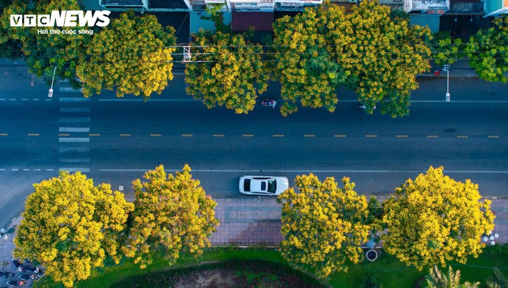 Phượng vàng khoe sắc, đẹp mơ màng giữa phố biển Quy Nhơn - ảnh 10