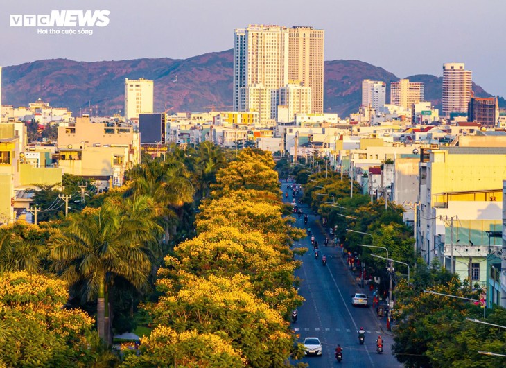 Phượng vàng khoe sắc, đẹp mơ màng giữa phố biển Quy Nhơn - ảnh 11