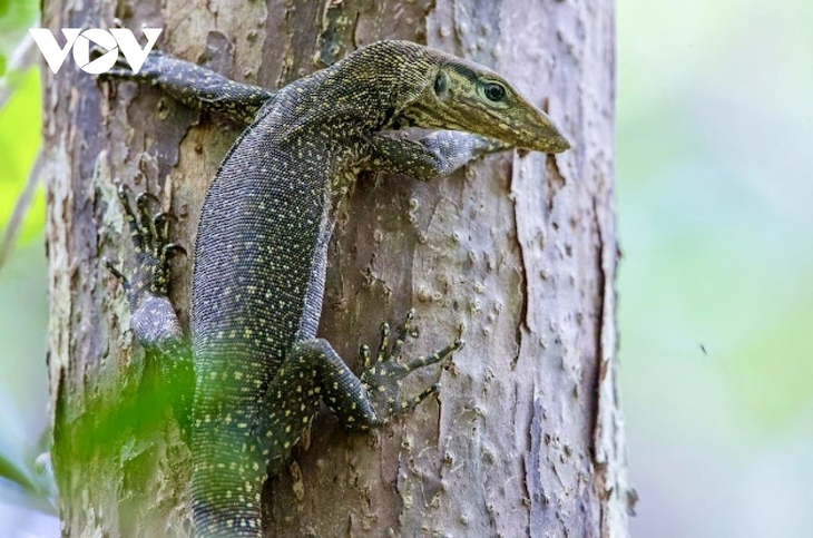 Khám phá nét hoang sơ hệ sinh thái rừng - biển ở Côn Đảo - ảnh 11