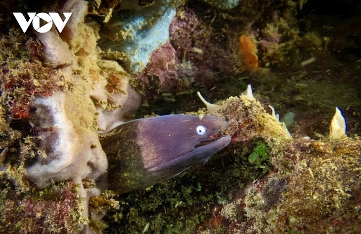 Khám phá nét hoang sơ hệ sinh thái rừng - biển ở Côn Đảo - ảnh 12