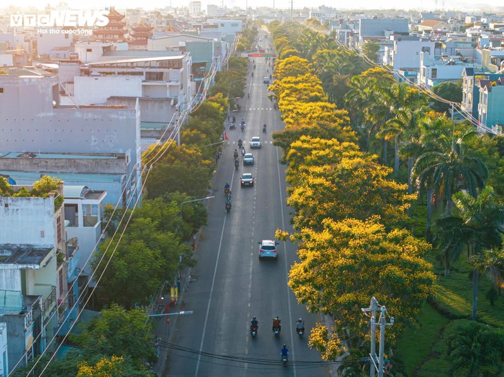 Phượng vàng khoe sắc, đẹp mơ màng giữa phố biển Quy Nhơn - ảnh 1