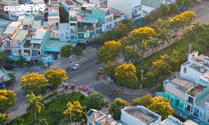 Phượng vàng khoe sắc, đẹp mơ màng giữa phố biển Quy Nhơn - ảnh 2