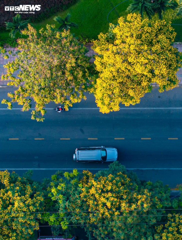 Phượng vàng khoe sắc, đẹp mơ màng giữa phố biển Quy Nhơn - ảnh 3