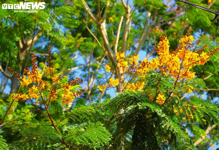 Phượng vàng khoe sắc, đẹp mơ màng giữa phố biển Quy Nhơn - ảnh 4