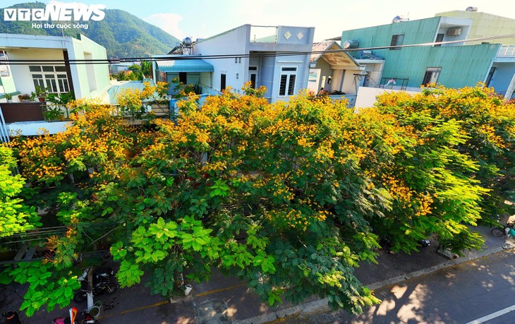 Phượng vàng khoe sắc, đẹp mơ màng giữa phố biển Quy Nhơn - ảnh 5