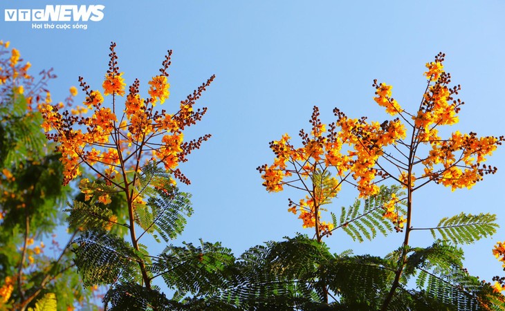 Phượng vàng khoe sắc, đẹp mơ màng giữa phố biển Quy Nhơn - ảnh 7