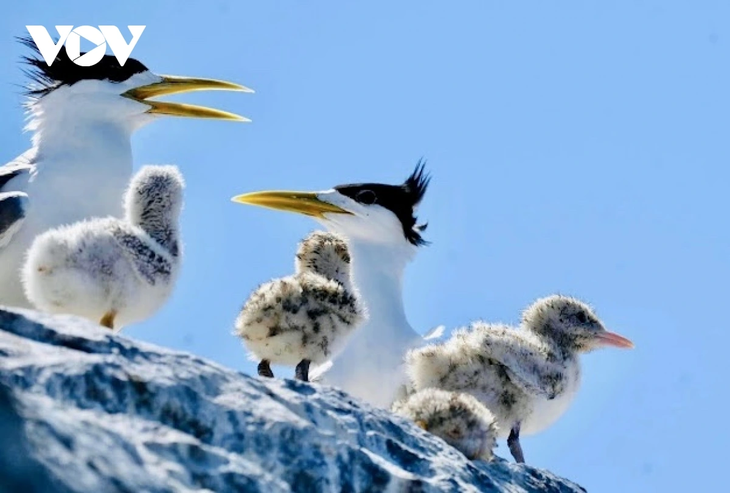 Khám phá nét hoang sơ hệ sinh thái rừng - biển ở Côn Đảo - ảnh 8