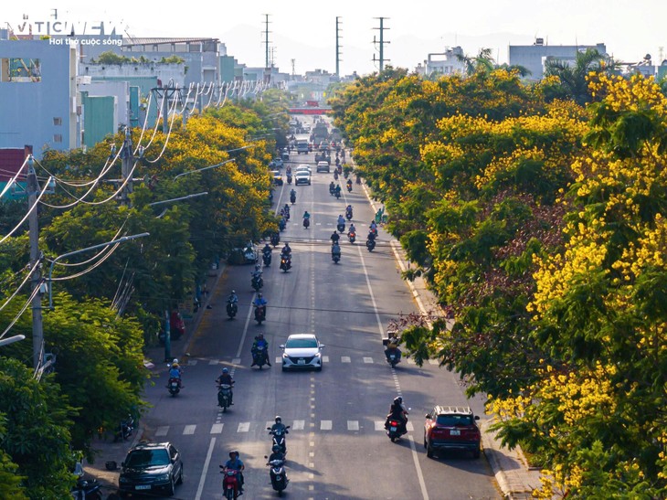 Phượng vàng khoe sắc, đẹp mơ màng giữa phố biển Quy Nhơn - ảnh 8