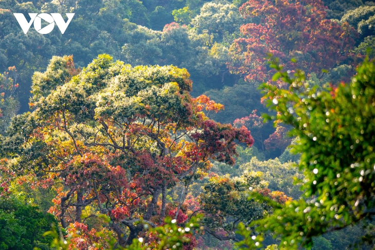 Rực rỡ mùa cây rừng thay lá trên bán đảo Sơn Trà - ảnh 13