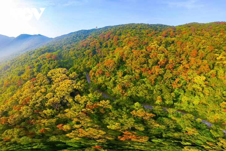 Rực rỡ mùa cây rừng thay lá trên bán đảo Sơn Trà - ảnh 1