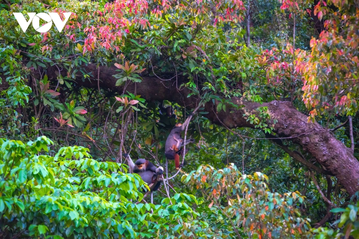 Rực rỡ mùa cây rừng thay lá trên bán đảo Sơn Trà - ảnh 2