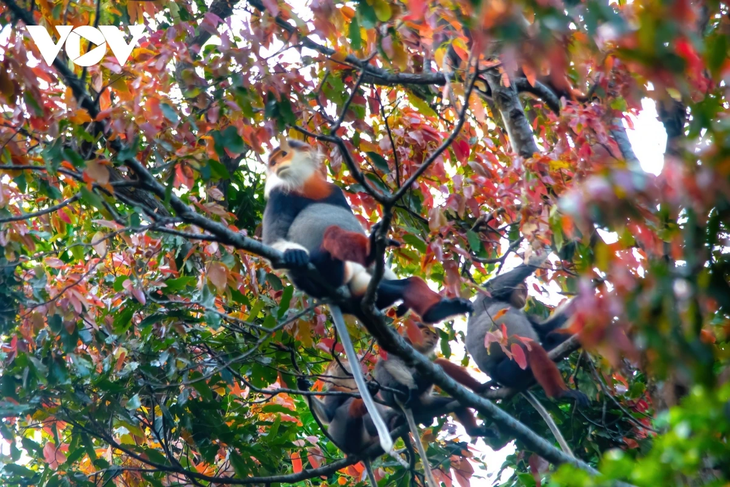 Rực rỡ mùa cây rừng thay lá trên bán đảo Sơn Trà - ảnh 3