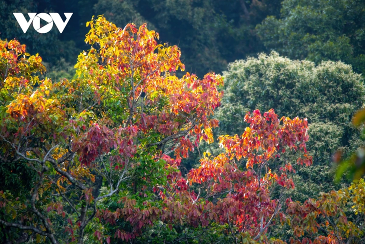 Rực rỡ mùa cây rừng thay lá trên bán đảo Sơn Trà - ảnh 4