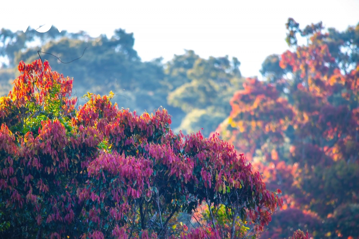 Rực rỡ mùa cây rừng thay lá trên bán đảo Sơn Trà - ảnh 5