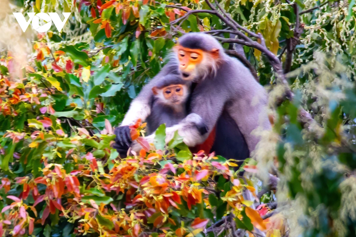 Rực rỡ mùa cây rừng thay lá trên bán đảo Sơn Trà - ảnh 6