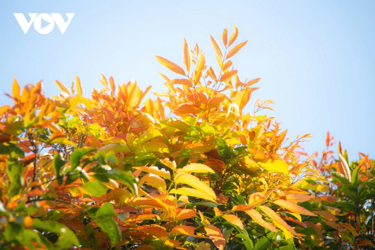 Rực rỡ mùa cây rừng thay lá trên bán đảo Sơn Trà - ảnh 7