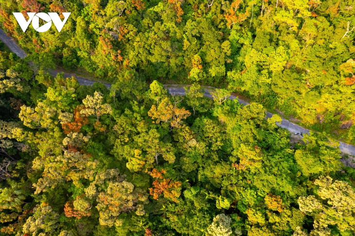 Rực rỡ mùa cây rừng thay lá trên bán đảo Sơn Trà - ảnh 8