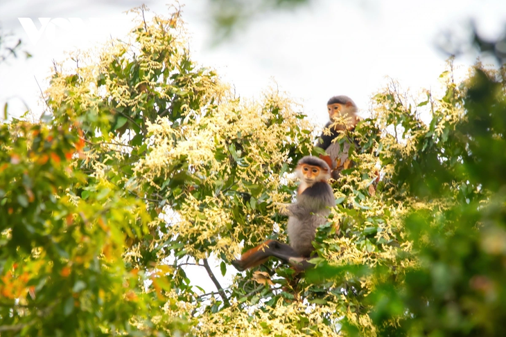 Rực rỡ mùa cây rừng thay lá trên bán đảo Sơn Trà - ảnh 9