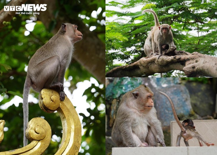 Ngôi chùa độc đáo trên núi ở TP.HCM, nơi bầy khỉ hoang nương náu - ảnh 4