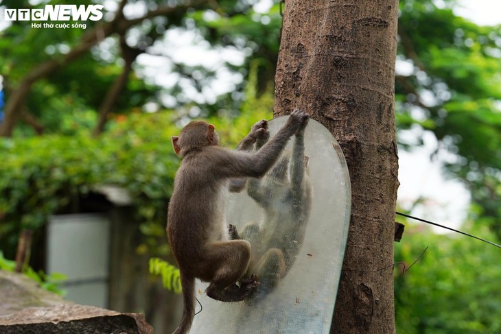 Ngôi chùa độc đáo trên núi ở TP.HCM, nơi bầy khỉ hoang nương náu - ảnh 6