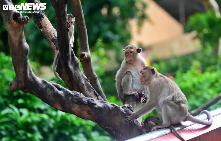 Ngôi chùa độc đáo trên núi ở TP.HCM, nơi bầy khỉ hoang nương náu - ảnh 7