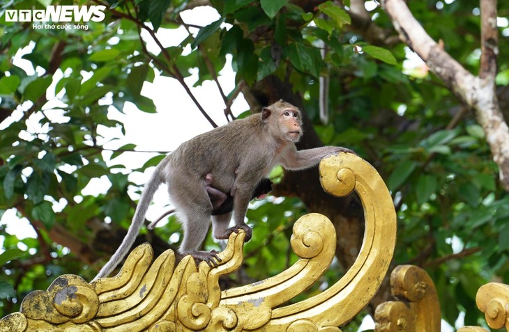 Ngôi chùa độc đáo trên núi ở TP.HCM, nơi bầy khỉ hoang nương náu - ảnh 8