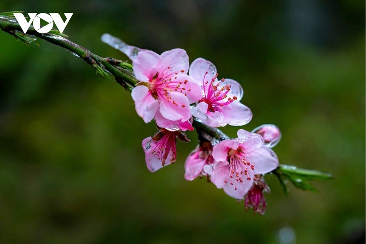 Hà Giang: Bản tình ca trên đá và những mùa xuân không tuổi - ảnh 14