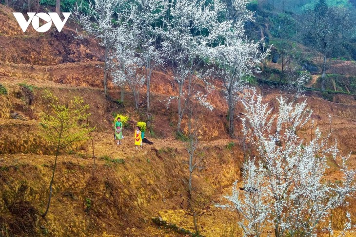 Hà Giang: Bản tình ca trên đá và những mùa xuân không tuổi - ảnh 1