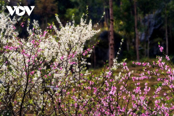 Hà Giang: Bản tình ca trên đá và những mùa xuân không tuổi - ảnh 9
