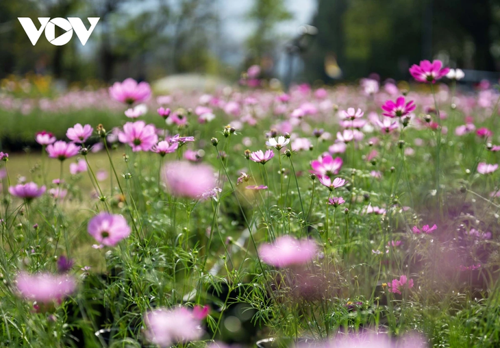 Check-in khu vườn tạo hình hoa sen khổng lồ tại Huế - ảnh 7