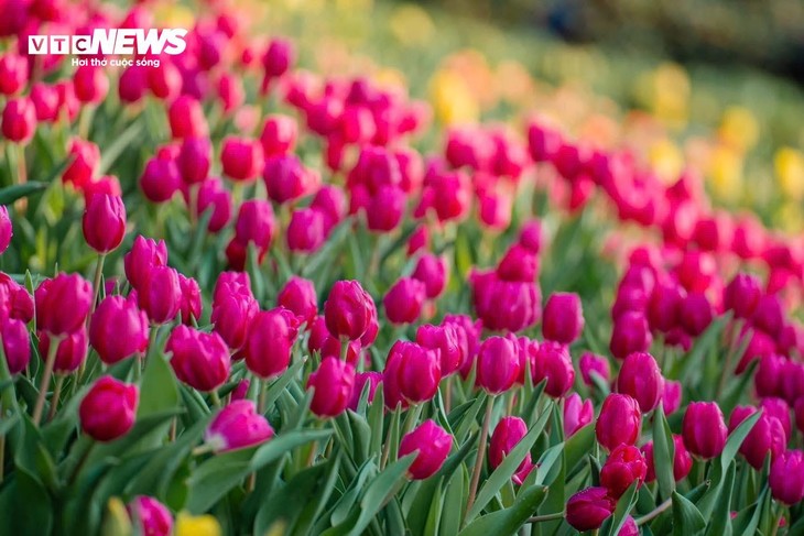 Đầu năm lên núi Bà Đen check-in với vườn hoa tulip rực sắc - ảnh 11