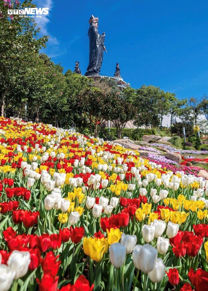  Đầu năm lên núi Bà Đen check-in với vườn hoa tulip rực sắc - ảnh 12