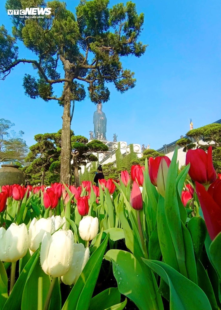 Đầu năm lên núi Bà Đen check-in với vườn hoa tulip rực sắc - ảnh 13