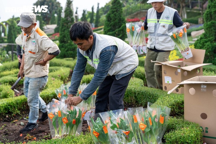 Đầu năm lên núi Bà Đen check-in với vườn hoa tulip rực sắc - ảnh 19