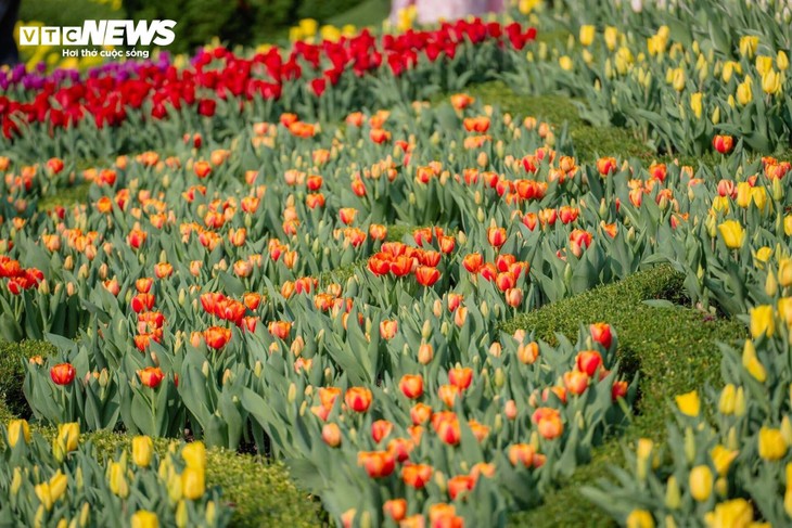 Đầu năm lên núi Bà Đen check-in với vườn hoa tulip rực sắc - ảnh 3