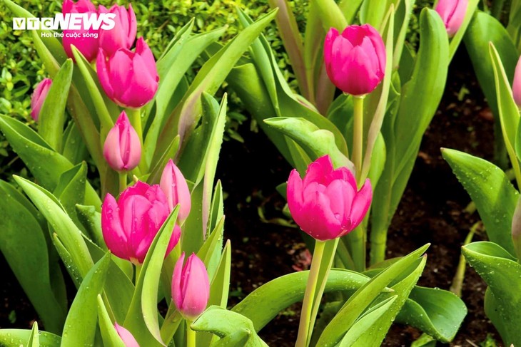  Đầu năm lên núi Bà Đen check-in với vườn hoa tulip rực sắc - ảnh 4