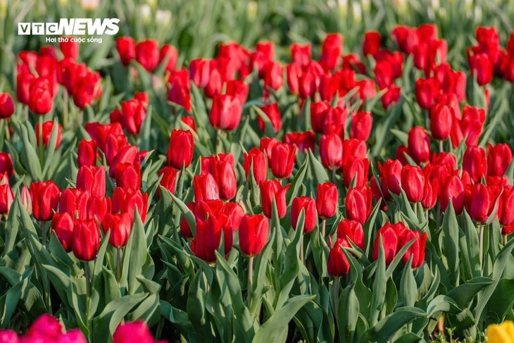 Đầu năm lên núi Bà Đen check-in với vườn hoa tulip rực sắc - ảnh 5