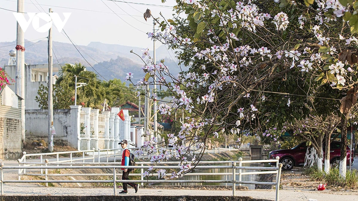 Hoa ban rực rỡ núi rừng, gọi mời du khách đến với Lễ hội hoa ban Điện Biên 2026 - ảnh 12
