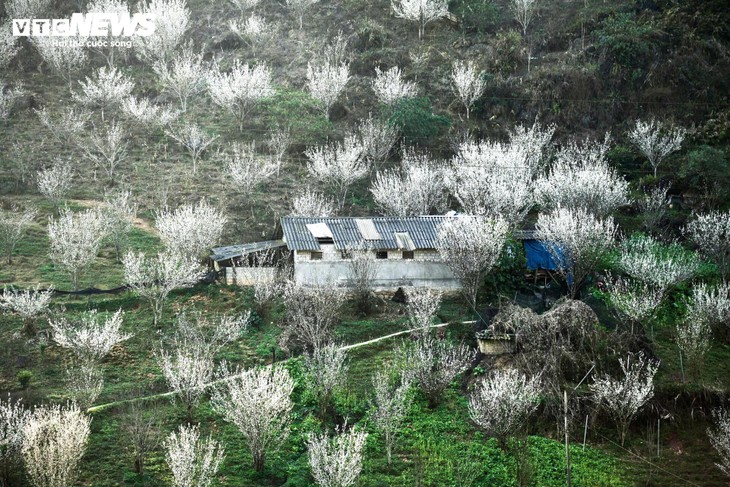 Núi rừng Lào Cai phủ trắng sắc hoa mận cuối tháng 2 - ảnh 1