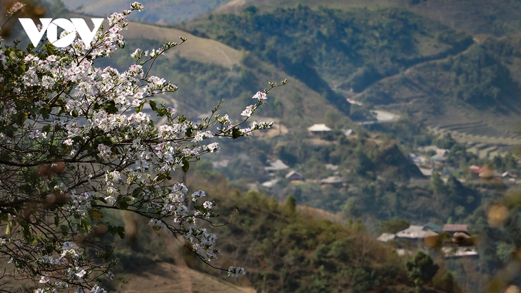 Hoa ban rực rỡ núi rừng, gọi mời du khách đến với Lễ hội hoa ban Điện Biên 2026 - ảnh 2
