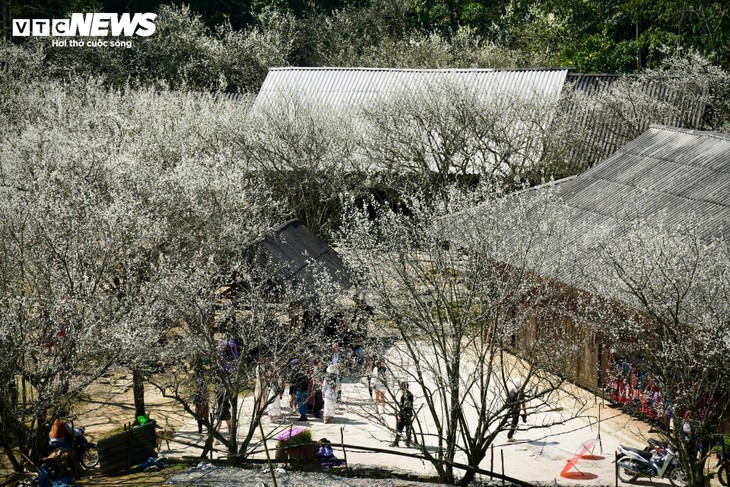 Núi rừng Lào Cai phủ trắng sắc hoa mận cuối tháng 2 - ảnh 2