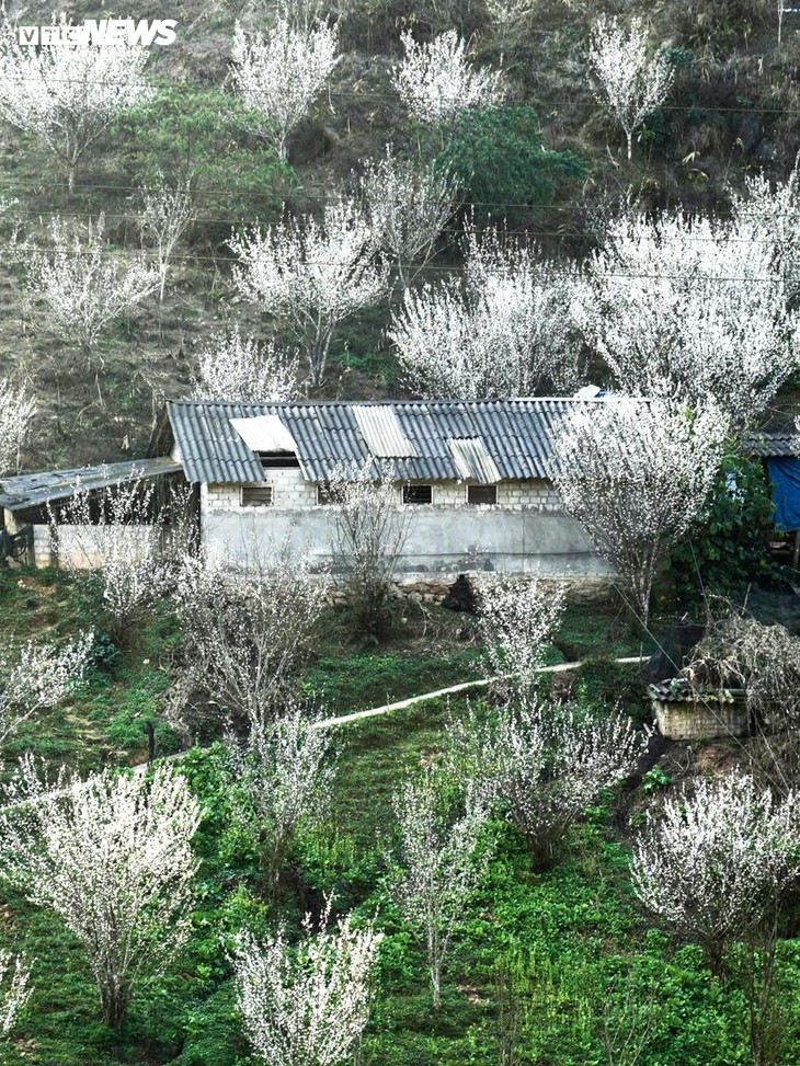 Núi rừng Lào Cai phủ trắng sắc hoa mận cuối tháng 2 - ảnh 3