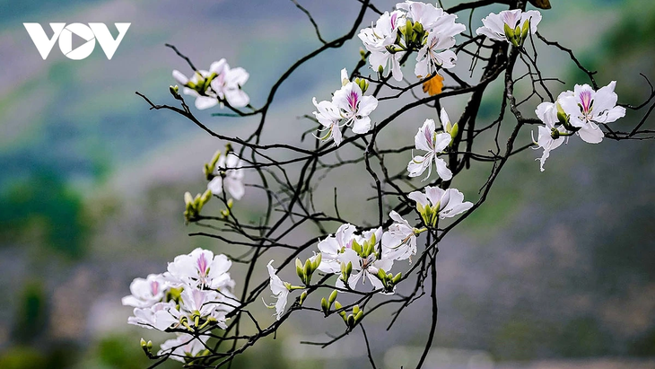 Hoa ban rực rỡ núi rừng, gọi mời du khách đến với Lễ hội hoa ban Điện Biên 2026 - ảnh 3